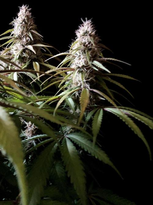 3M 🔻 Mendocino Purple Kush. Week 11