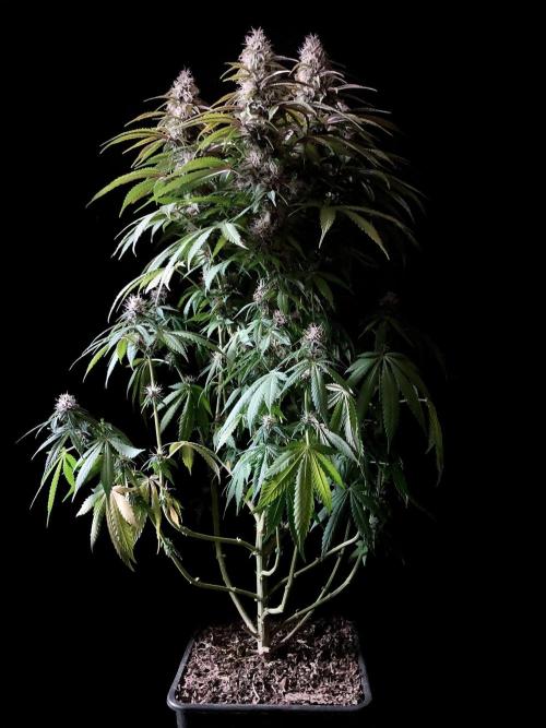 3M 🔻 Mendocino Purple Kush. Week 11