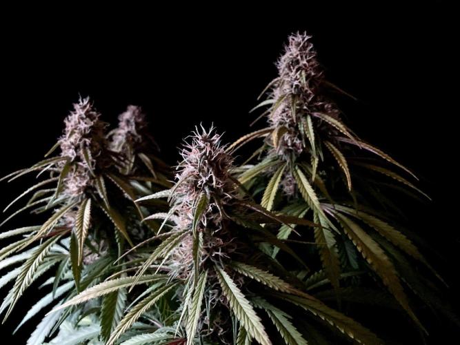 3M 🔻 Mendocino Purple Kush. Week 11