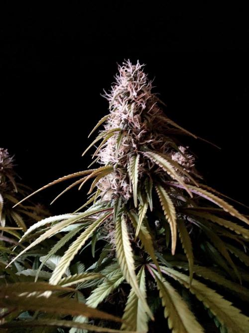3M 🔻 Mendocino Purple Kush. Week 11
