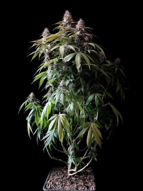 3M 🔻 Mendocino Purple Kush. Week 11