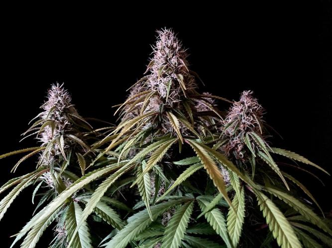 3M 🔻 Mendocino Purple Kush. Week 11