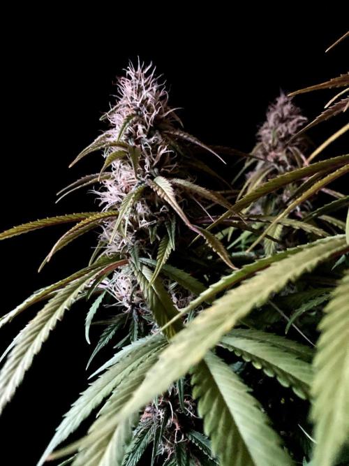 3M 🔻 Mendocino Purple Kush. Week 11