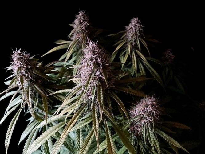 3M 🔻 Mendocino Purple Kush. Week 11