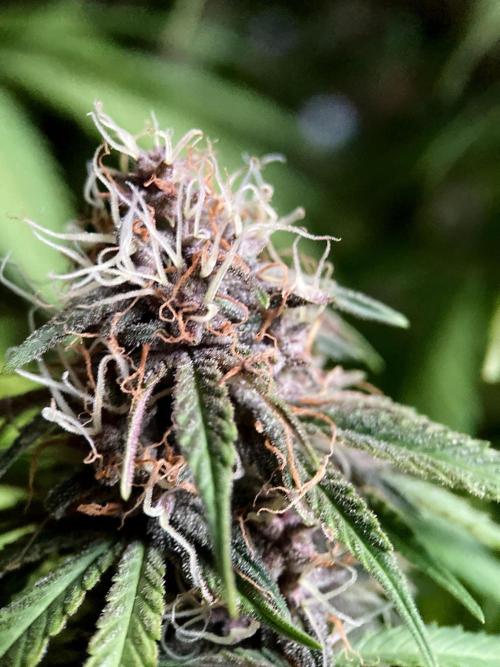 3M 🔻 Mendocino Purple Kush. Week 11