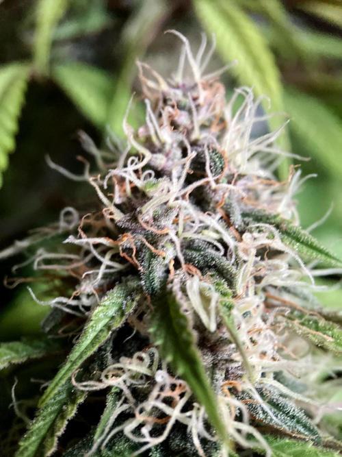 3M 🔻 Mendocino Purple Kush. Week 11