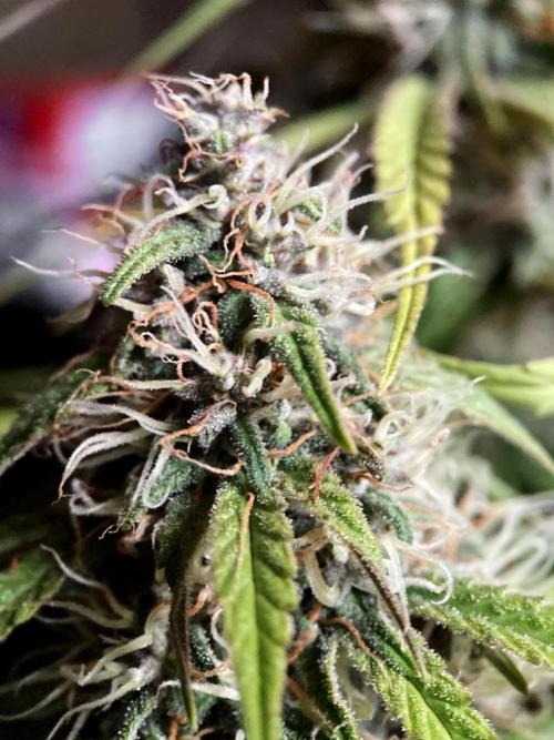 3M 🔻 Mendocino Purple Kush. Week 11