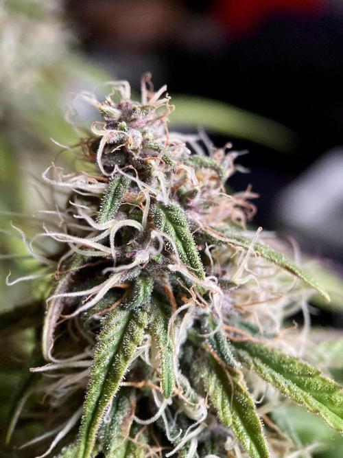 3M 🔻 Mendocino Purple Kush. Week 11