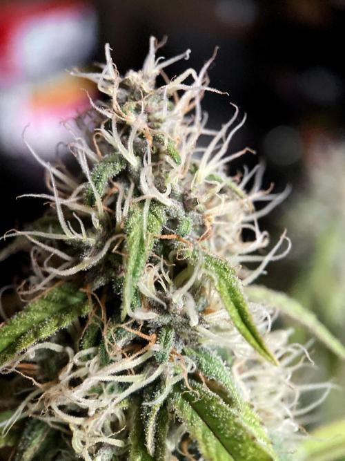 3M 🔻 Mendocino Purple Kush. Week 11