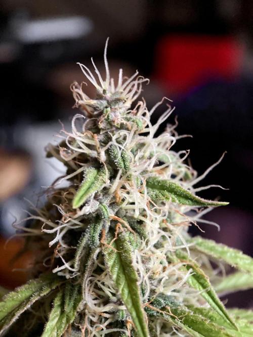 3M 🔻 Mendocino Purple Kush. Week 11