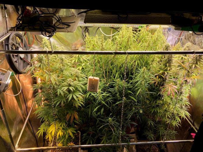 3M 🔻 Mendocino Purple Kush. Week 11