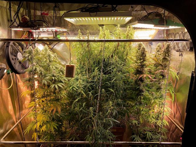 3M 🔻 Mendocino Purple Kush. Week 11