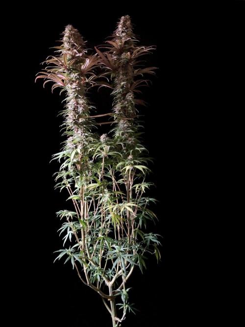 3M 🌟 Bahia Black Head. Week 13