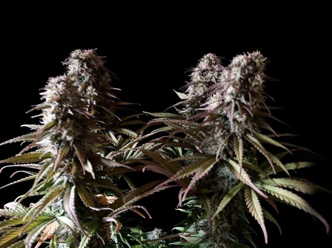 3M 🌟 Bahia Black Head. Week 13