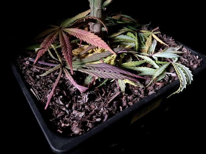 3M 🌟 Bahia Black Head. Week 13 - Sacred Mulch