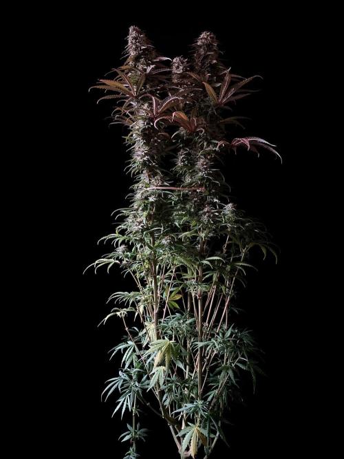 3M 🌟 Bahia Black Head. Week 13