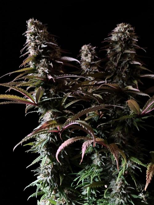 3M 🌟 Bahia Black Head. Week 13