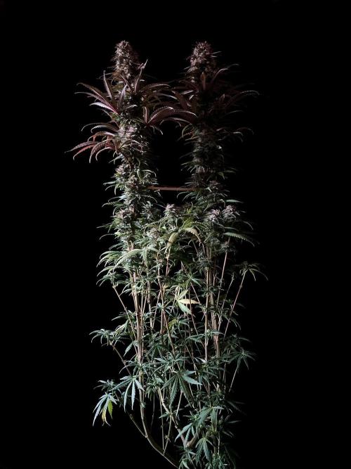 3M 🌟 Bahia Black Head. Week 13