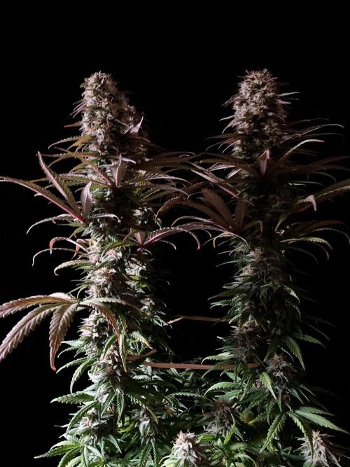 3M 🌟 Bahia Black Head. Week 13