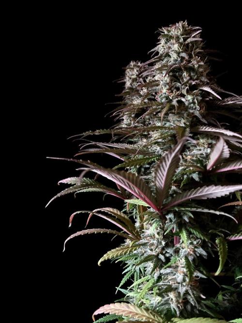 3M 🌟 Bahia Black Head. Week 13