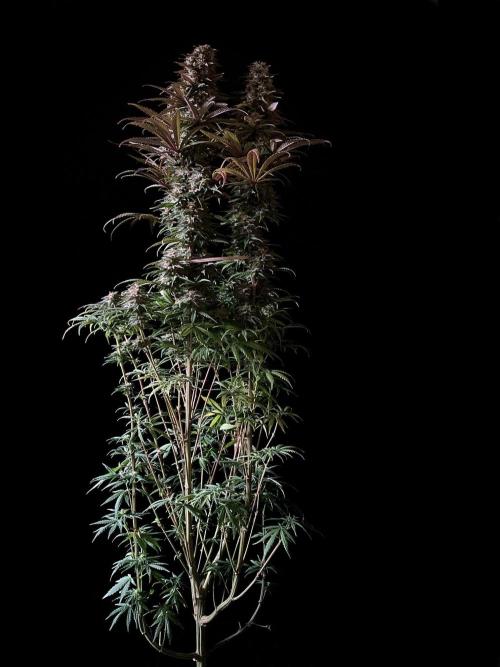 3M 🌟 Bahia Black Head. Week 13