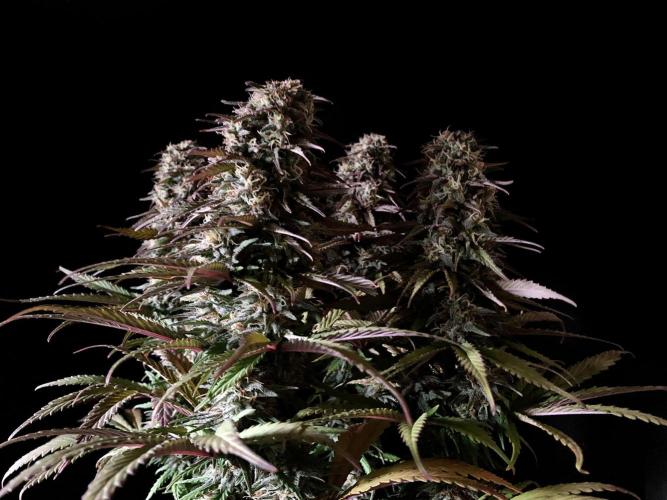 3M 🌟 Bahia Black Head. Week 13