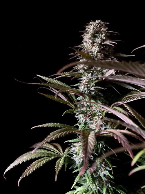 3M 🌟 Bahia Black Head. Week 13