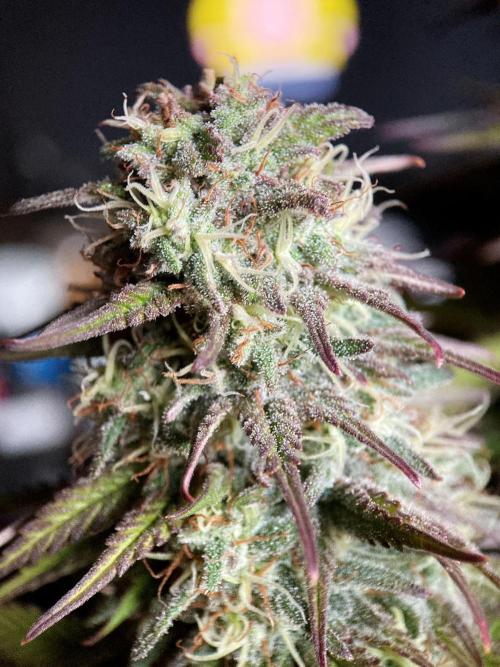 3M 🌟 Bahia Black Head. Week 13