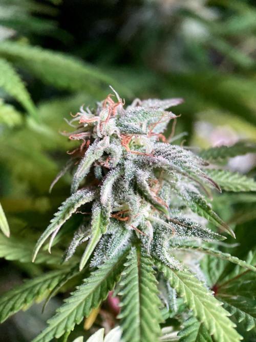 3M 🌟 Bahia Black Head. Week 13