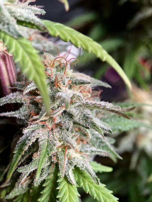 3M 🌟 Bahia Black Head. Week 13