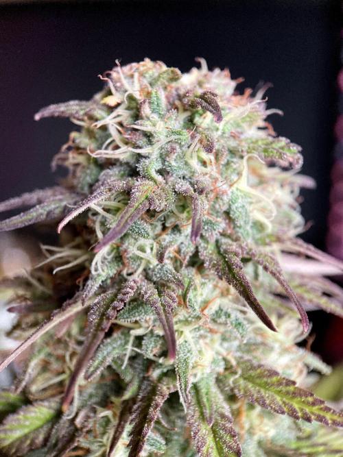 3M 🌟 Bahia Black Head. Week 13