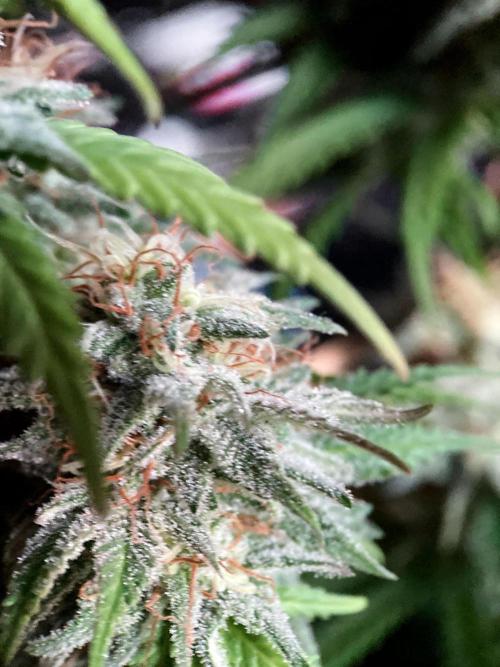 3M 🌟 Bahia Black Head. Week 13