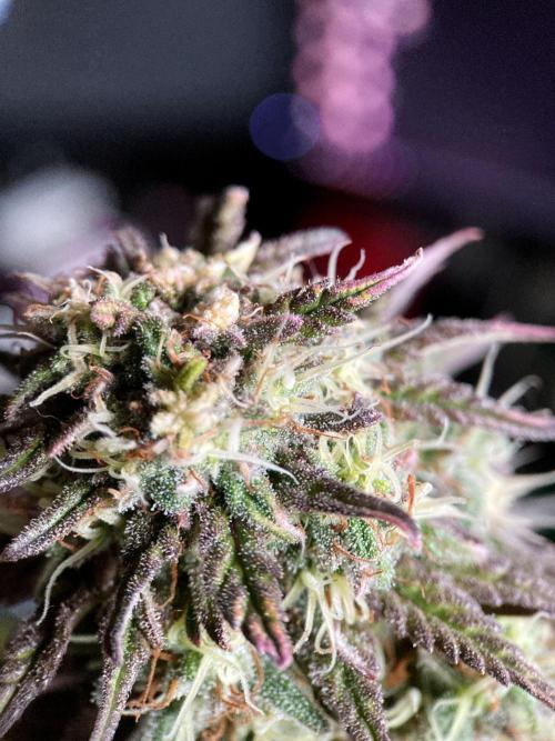 3M 🌟 Bahia Black Head. Week 13