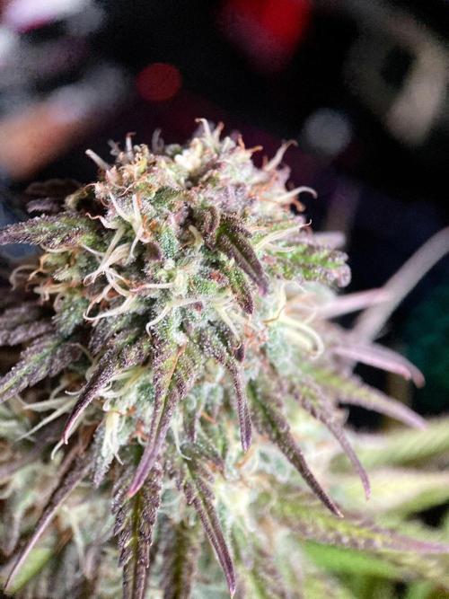 3M 🌟 Bahia Black Head. Week 13