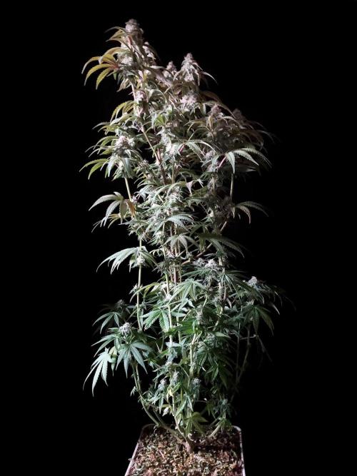 3M 🍋 Black Lemon. Week 13