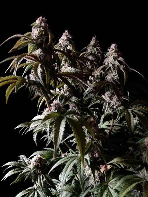 3M 🍋 Black Lemon. Week 13