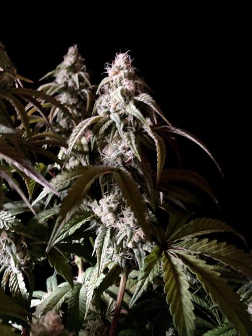 3M 🍋 Black Lemon. Week 13