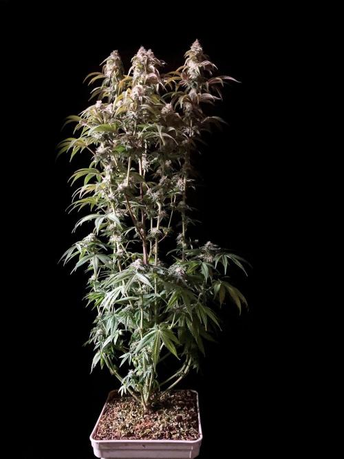 3M 🍋 Black Lemon. Week 13