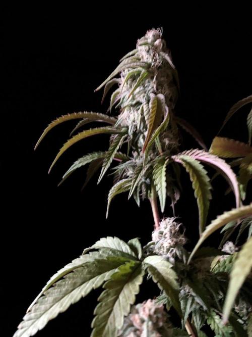 3M 🍋 Black Lemon. Week 13