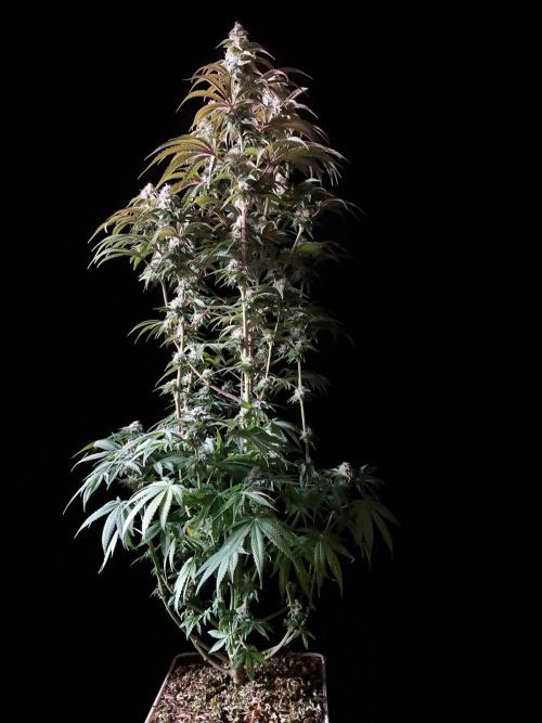 3M 🍋 Black Lemon. Week 13