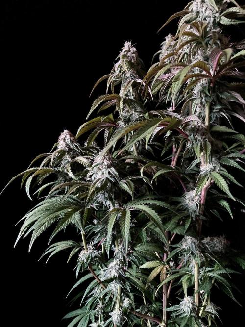 3M 🍋 Black Lemon. Week 13