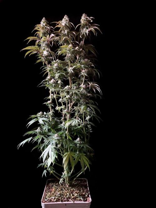 3M 🍋 Black Lemon. Week 13