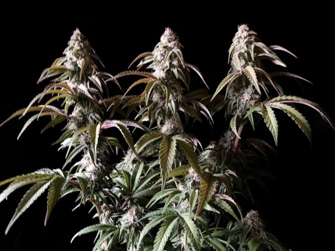 3M 🍋 Black Lemon. Week 13