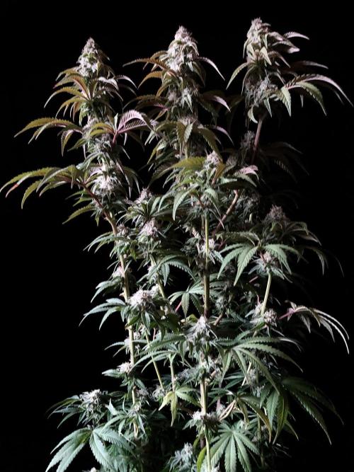 3M 🍋 Black Lemon. Week 13