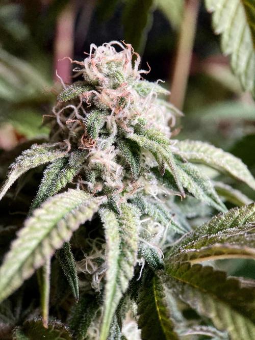 3M 🍋 Black Lemon. Week 13