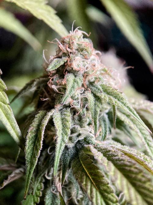 3M 🍋 Black Lemon. Week 13