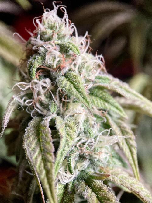 3M 🍋 Black Lemon. Week 13