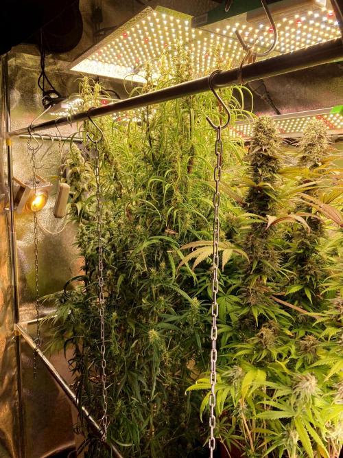 3M 🍋 Black Lemon. Week 13