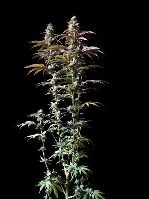 3M 🍏 Green Gelato. Week 13