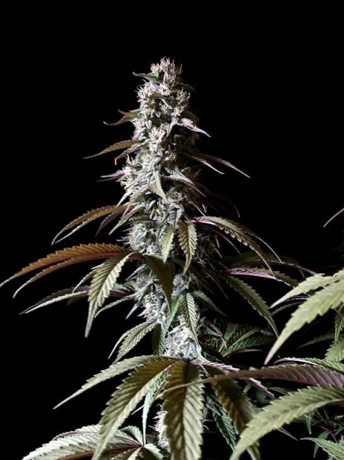 3M 🍏 Green Gelato. Week 13